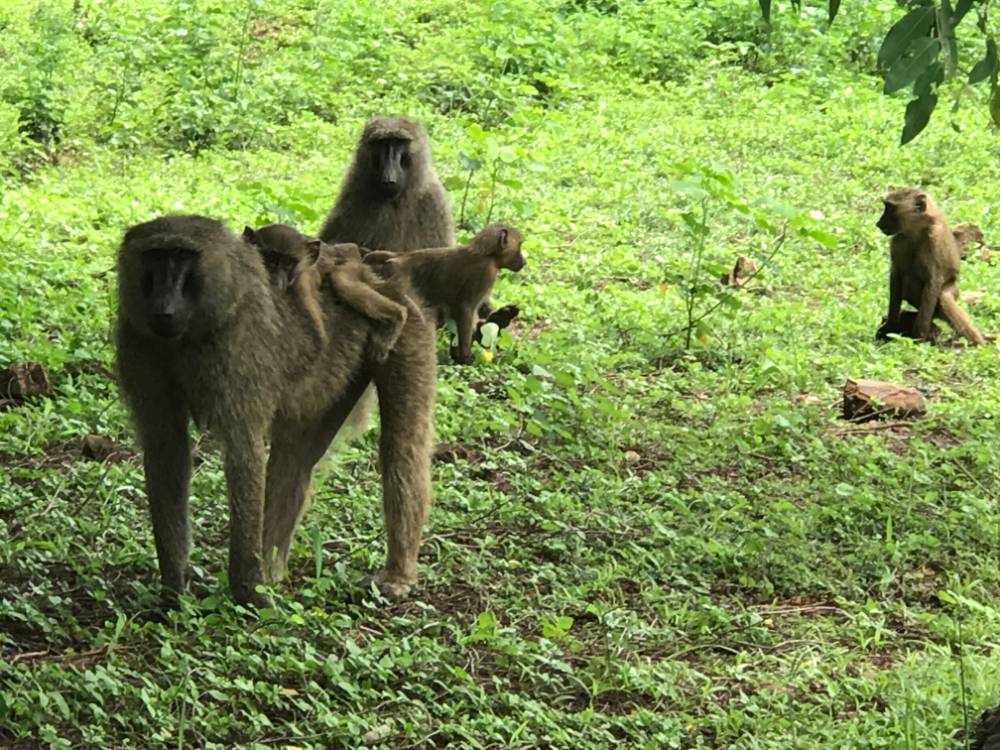 baboons in grassy area